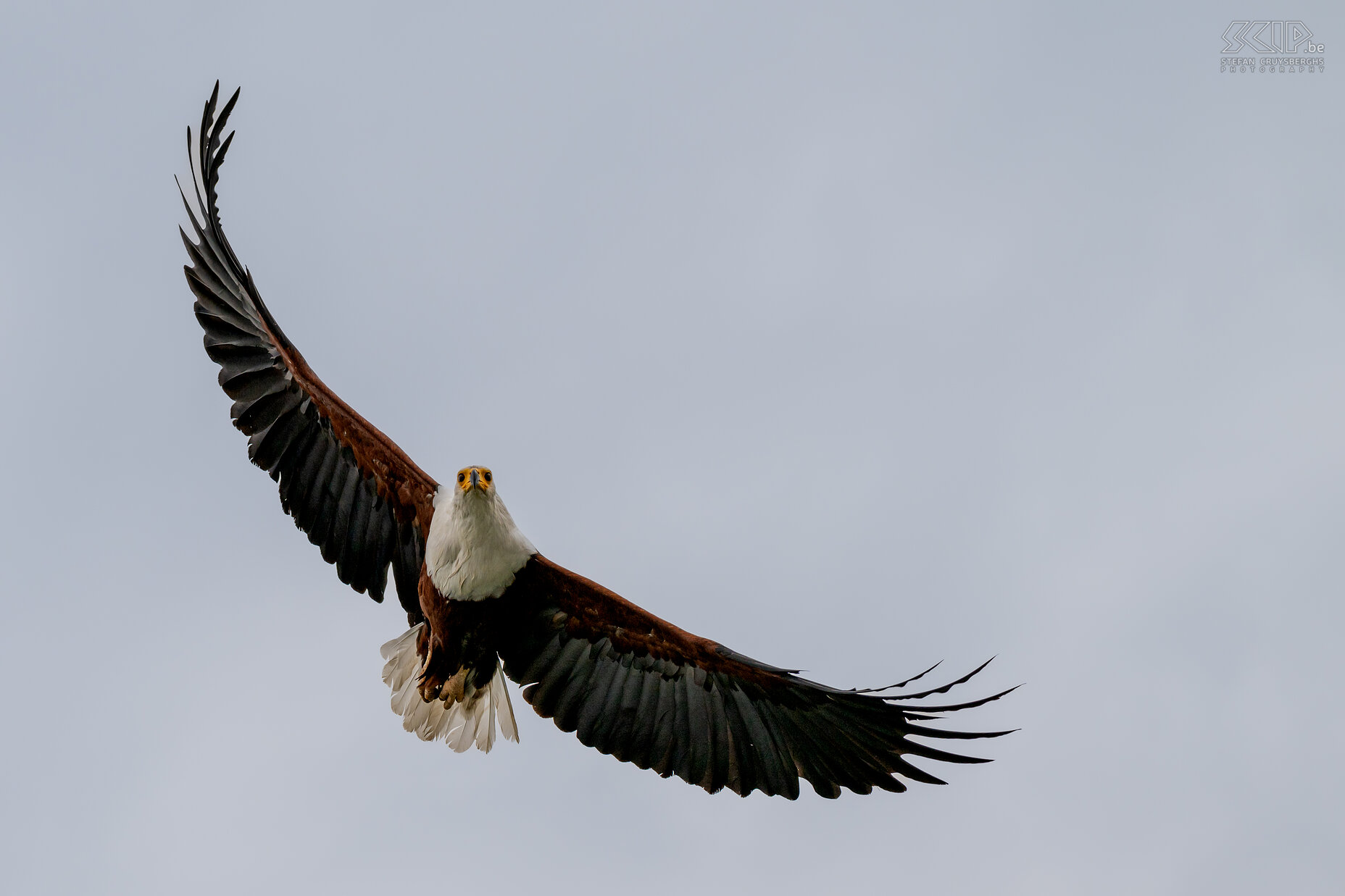 Lake Naivasha - Afrikaanse zeearend We begonnen onze reis met een prachtige boottocht op Lake Naivasha. We konden er minstens 50 Afrikaanse zeearenden (African fish eagle in 't Engels) spotten. Deze sterke roofvogel leeft in koppels aan de waterkant van zoetwatermeren en rivieren. De spanwijdte van z'n vleugels is ongeveer 2m. Ze pikken vooral vissen van net onder het watervlak op. Meestal zijn dit kleine vissen maar ook vissen van 4kg zijn niet veilig voor deze zeearenden. Stefan Cruysberghs